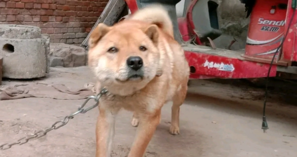 土狗睡醒伸了伸懒腰，突然仰天狂吠，狗：练练嗓音