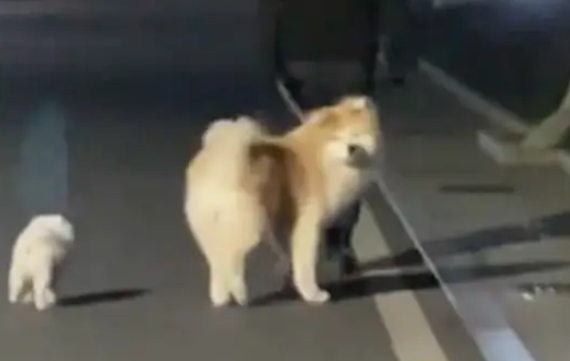 女生和狗狗玩了会要离开了，狗狗还三步两回头看她，好不舍哦！