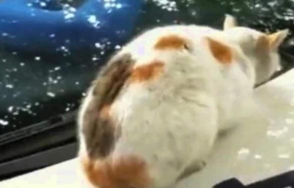 猫咪“霸占”警车，好在警察们有耐心：请跟我局子里走一趟 