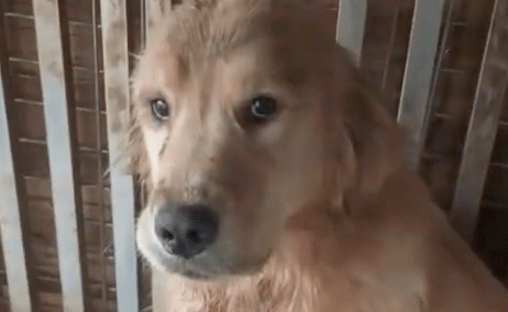 金毛繁殖犬被关在笼子里，舌头被割掉吃鸡饲料，眼神里只有愤怒