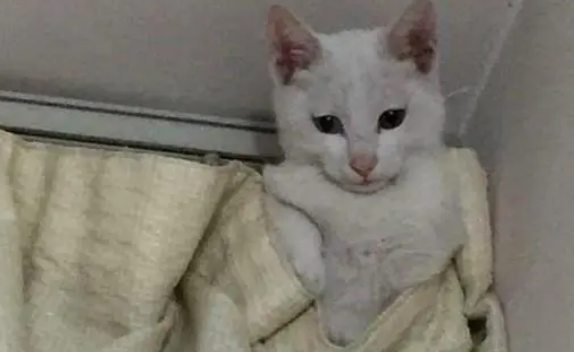到家没看见猫咪，刚想出门去找，没想一抬头就看见墙角有个猫头