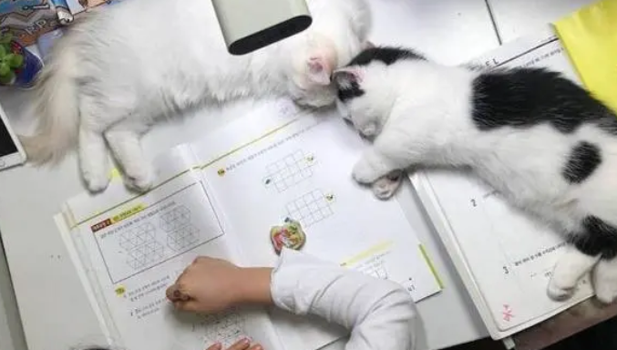 小奶猫陪主人做作业，却传来呼噜声