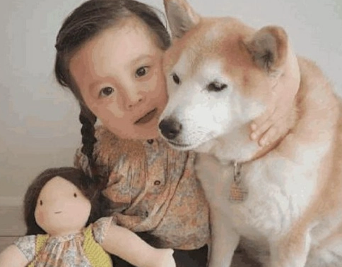 柴犬化身“狗保姆”，照顾小主人太细心走红，宠主：都是为了生活