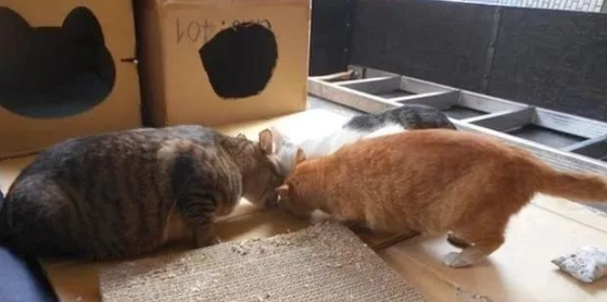 猫中有猫，流浪猫背后竟是猫咪斑纹，网友：真是猫中老大！