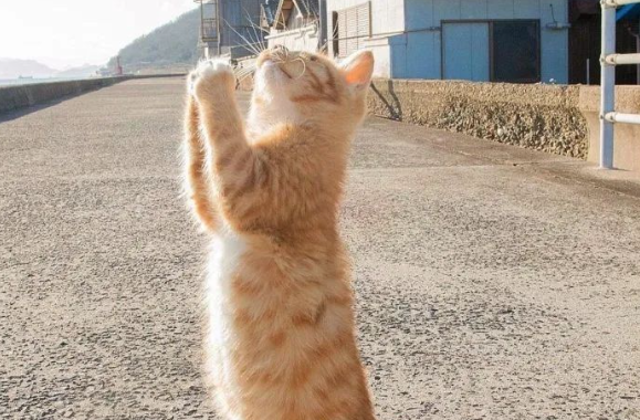 猫咪朝天夸张站立，竟然是在祈祷...