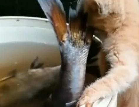 小橘猫趴在水桶上，嘴巴咬着鱼尾巴，网友笑喷：放弃吧，你吃不了 