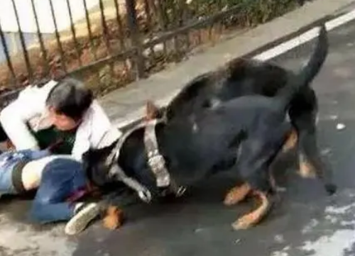 恶犬无故咬伤老人 狗主人：狗不是我家的