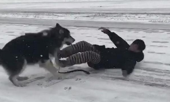 带阿拉斯加出来玩雪，阿拉：进入我的地盘，有你好受的