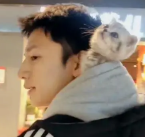 偶遇一位小哥哥遛猫，双方颜值都养眼，网友：有人组团偷猫吗？
