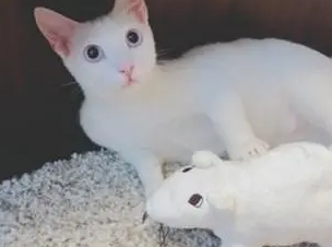 猫咪帮主人挑衣服，露出与爸爸同款小肚腩，画面温馨逗趣