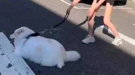 狗狗停在斑马线，貌美主人拉不走，司机看热闹，网友：狗又大又白