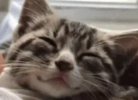 救援人员在街边一下捡到两只流浪猫，看它们踩奶的样子简直萌化了 