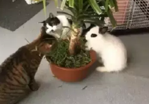 买了只小兔子，才两天它就欺负到猫咪头上了，网友：这不科学啊