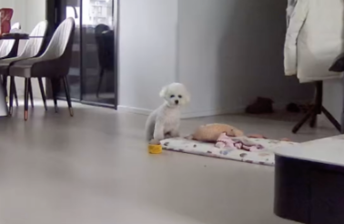 主人出门上班去了，狗狗独自在家门口等待