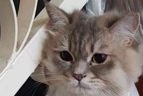  4只肥猫被挂起，刚想吐槽主人，一看他们闯的祸闭嘴了！ 