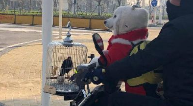 等红路灯时遇到一个“小朋友”，它转头把人萌翻，这也太可爱了吧