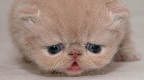 主人发现小奶猫不见了，走进卧室一看懵了，铲屎官表示血槽已空