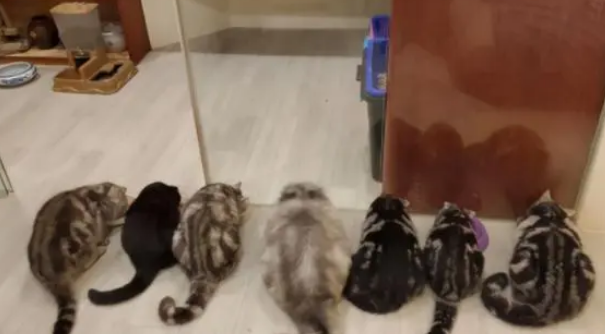 铲屎官一吃饭，就被7只猫咪“监视”，这大概就是养猫的烦恼了
