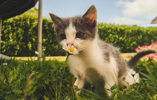 主人为阻止猫咪外出，只能与其斗智斗勇，猫咪愤怒道：不要拦我