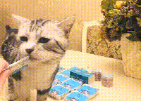猫咪肚子变大，带去医院一检查，医生：恭喜，有了一肚子“屎”