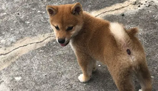 柴犬突然听到有奇怪的声音，走过去看了一下，结果被吓跑了