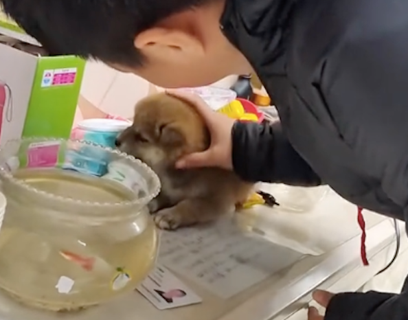 妈妈偷偷买了只柴犬，儿子愿望终于实现
