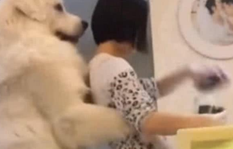 看到美女在吃东西，百来斤的大狗直接趴美女背上，网友：人不如狗 