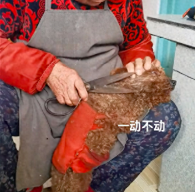 奶奶拿着一把大剪刀给狗狗剪发，奶奶：感动不？
