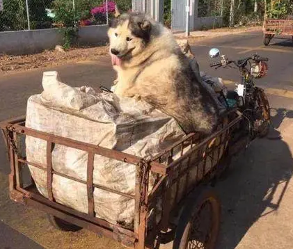 大爷在垃圾站捡了只雪橇犬，没想到狗子这样回报他，厉害了！