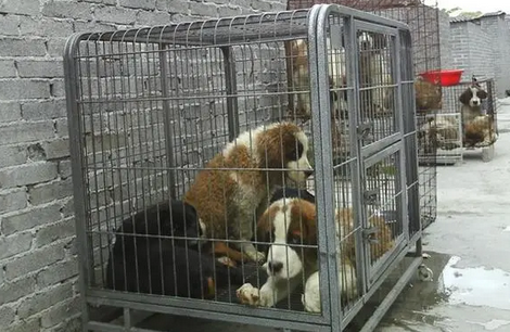 江苏阜宁回应狗场犬只声带被割：犬舍已拆除 犬只被领养 