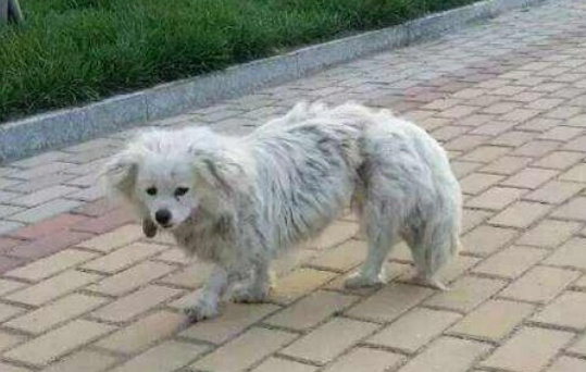 清理整治流浪犬，营造宜居好环境