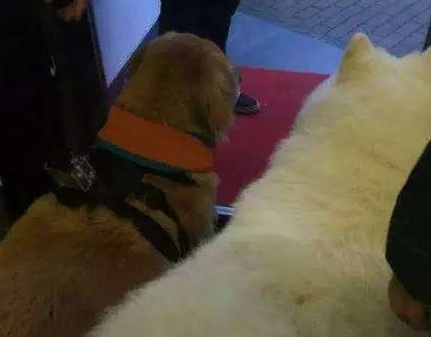主人昏倒后黄金猎犬守在身旁萨摩耶却跑去别处玩，但结果令人感动