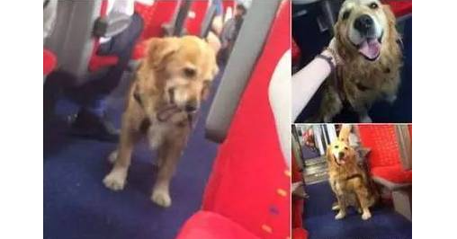 黄金猎犬在车厢走来走去到处搭讪乘客，竟只为这个搞笑的理由！