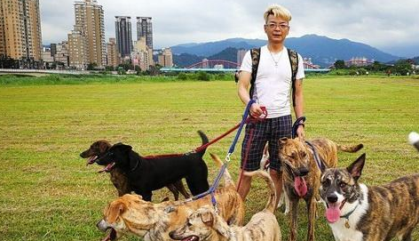 主人一次遛9只狗狗，说走就走说停就停，手上挂满了牵引绳 