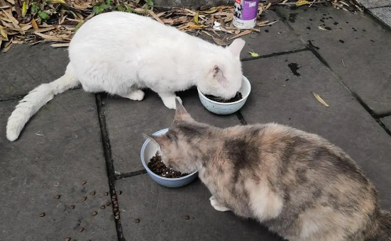 她喂了6年流浪猫，分享自己的心得