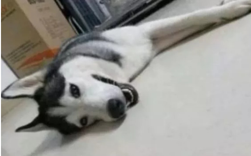 捡了个二哈还怀孕了，生下的小二哈越看越奇怪