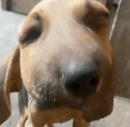 狗狗贪玩被蛇咬伤了, 脸变得是又肿又大, 现实版的史努比吗！