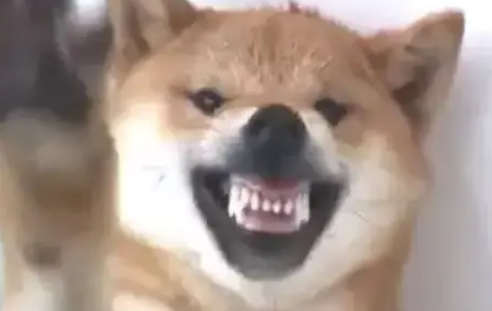 柴犬对着主人龇牙咧嘴，主人上去就是一巴掌：活腻歪了是吧？