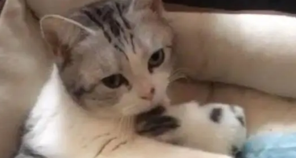 主人想抱小奶猫，猫妈就立刻护住，眼神好像在说：不准碰！萌炸了
