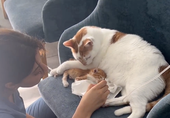 宠物医院救下一只垂死的流浪猫，竟成了喵护士，爱真的会传播！