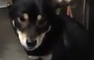 狗狗一洗澡就二哈附体，对着人嗷嗷骂，但叫破喉咙还是得洗