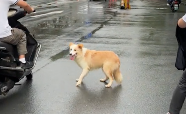 疑似走丢的狗狗跑到马路上，阻拦电动车走还去咬轮胎