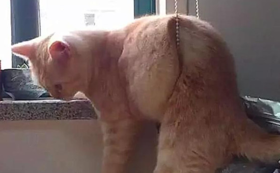 橘猫原本想从窗边跳下去迎接主人，却反而被窗户绳头朝下吊住了，真的很尴尬！