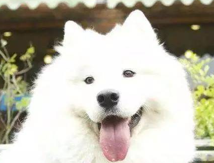 主人昏倒后黄金猎犬守在身旁萨摩耶却跑去别处玩，但结果令人感动