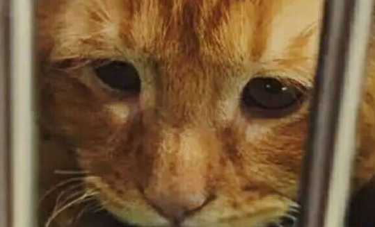 比悲伤更悲伤的猫！与死神擦肩，被主人收养后，它的猫生逆袭了！