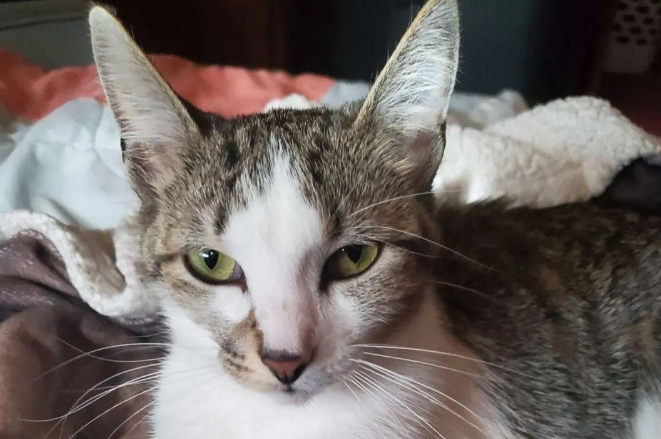 猫咪打个哈欠把主人吓一跳：平时可爱的猫猫还有这么吓人的一面