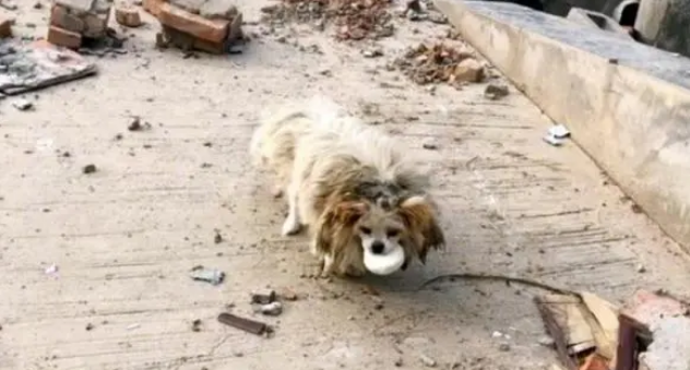 主人因拆迁搬走，留下家犬沦为流浪犬，独自在废墟等待