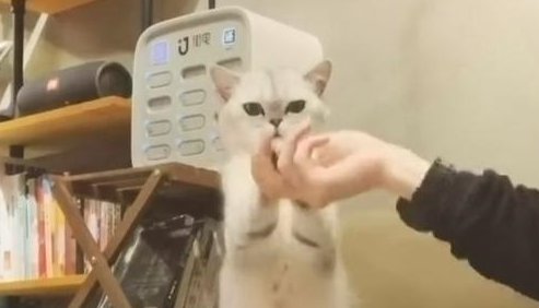 猫咪主动黏着帅哥，疯狂做动作撒娇卖萌，不要太可爱！