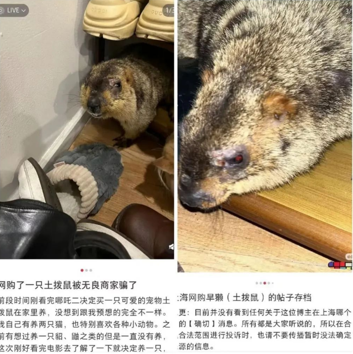 看《哪吒》后网购土拨鼠疑收到野生旱獭，上海疾控回应