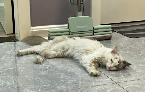 网友捡到流浪猫养了四个月后，原主人找上门要求还猫：这猫是我花2700买的